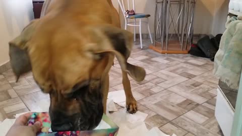 Great Dane Obsessed With Removing Tissues From Box