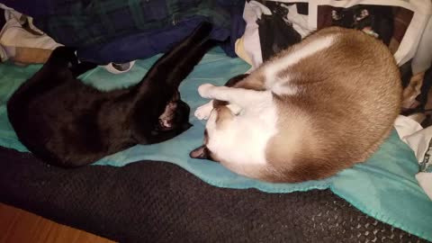 Thor kneading blanket on couch