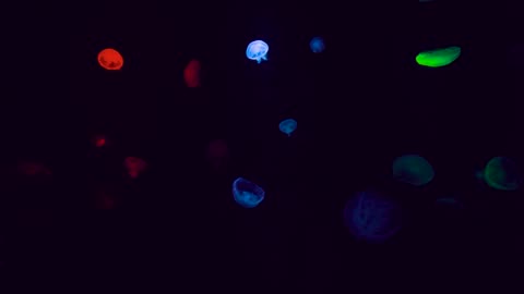 Jellyfish Sleep