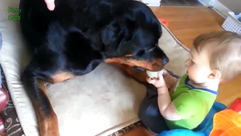 Dog Can make funn with baby HD Video