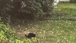 Black cat jumping upo sporadically around lawn