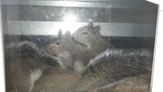 Baby Squirrels playing