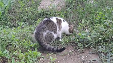 I gave chicken to a cute cat. The sweet cat ate until he was satisfied.