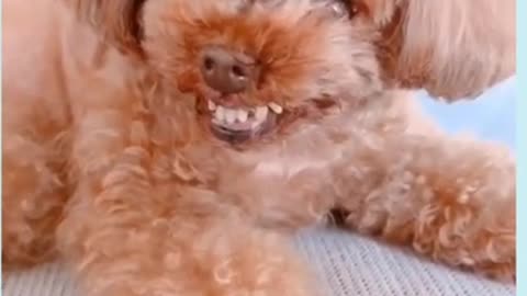 Cute poodle puppy laughin