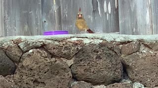 Super Colorful Northern Cardinal Female