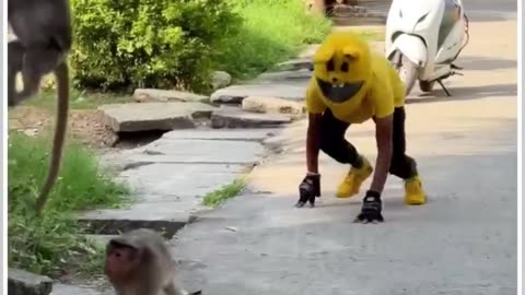 Monkey funny video