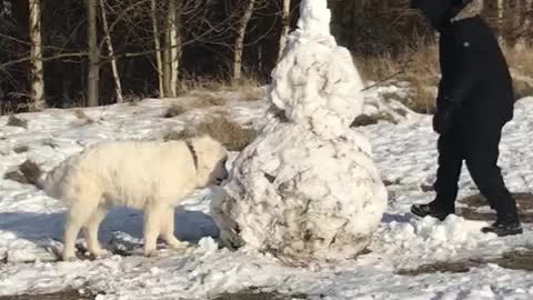 Polish Tatra sheepdog snowman