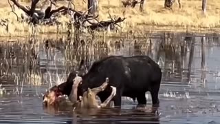 buffalo taught this Lion a lesson 😱😱😱