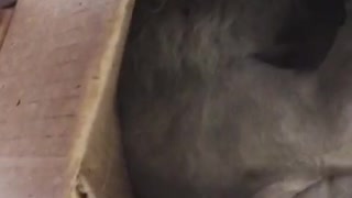 Grey cat laying down in cardboard box