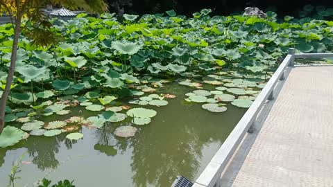 The lotus flowers in the pond are so beautiful