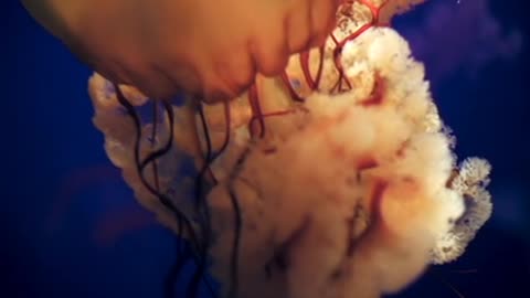 Jellyfish beauty