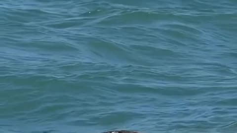 "hawk amazingly diving into ocean for it's prey"