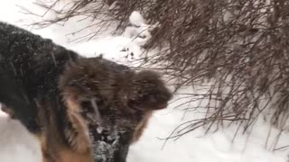 German Shepherd puppy plays in snow for the first time