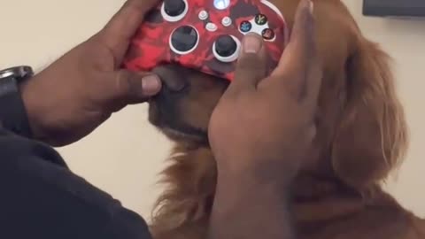 I need this controller 🐶