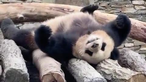 Panda enjoyed