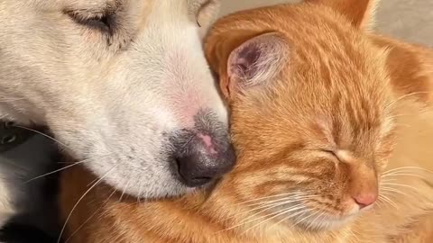 Cat and dog love