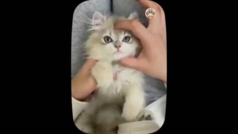 Cute little cat 😺 animals 2023 - Part 4