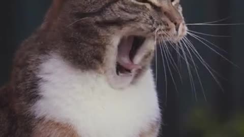 Best Funny Cat Videos 2022