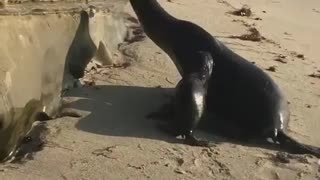 Seals coming out of ocean and getting hit by wave