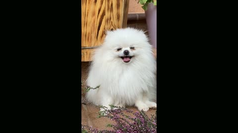 A cute Furry Dog laughing