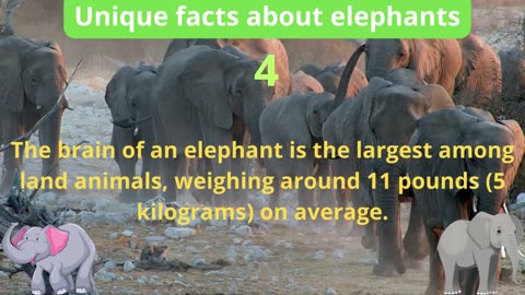 5 Unique Facts about elephants