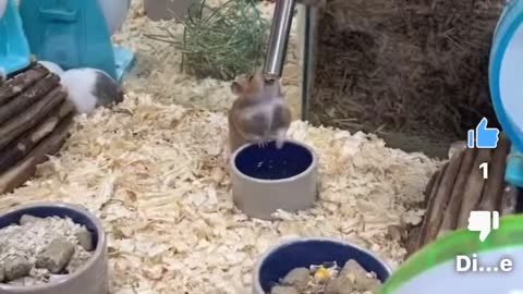 A cute mouse drinks water from tap