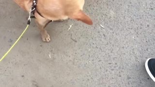 Funny dog meet girlfriend
