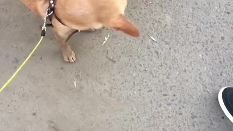 Funny dog meet girlfriend