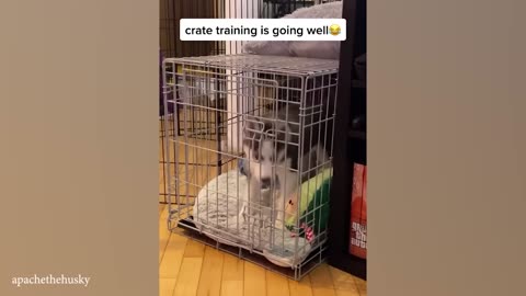 The Husky is BEYOND dramatic, You'll have LAUGH of your day!