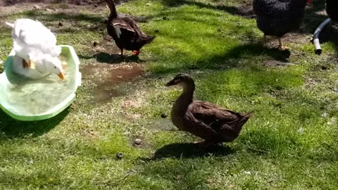 Four ducks playing around again