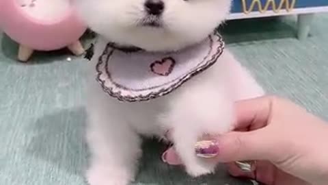 cute song cute dog