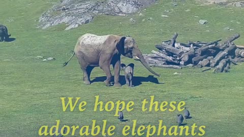 Funny elephants