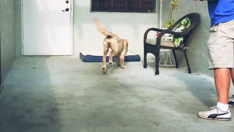 Dog training video