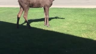 Moose Peacefully Trots on Front Lawn