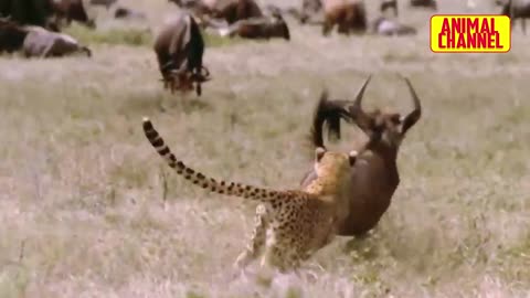 The CHEETAH, the Fastest Animal in the World | Cheetah vs Ostrich, Warthog, Gazelle, & Other Animals