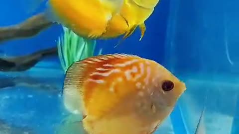 My Aquarium having beautiful Fishes