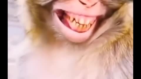 smile monkey