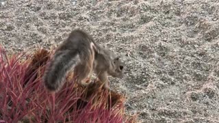 Adorable Desert Squirrel Finds a Cactus Treat
