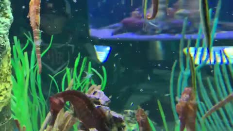 Sea horses in aquarium