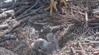 After weeks of waiting eagle parents