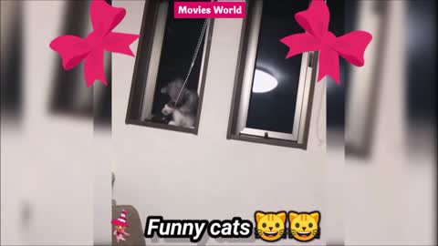 Smart cat video