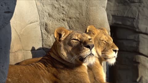 Big big cats yawn beautifully