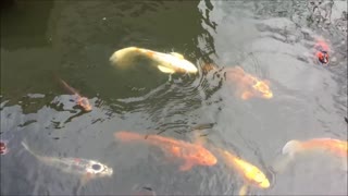 Ducks and Fish at Curtin University