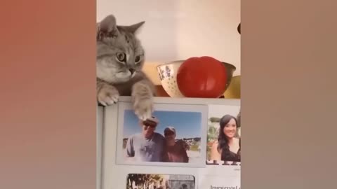 Funny dogs and cats video😂😂😂