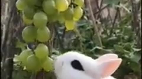 How rabbits eat grapes