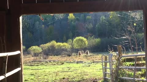 Woman Calls Cows in for Breakfast