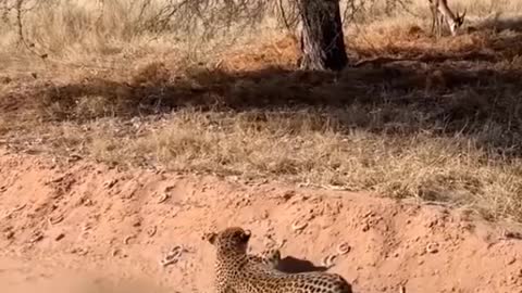 Leopard crawling slowly and quietly to attack rapidly #shorts #wildlife