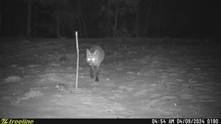 Red Fox Behavior