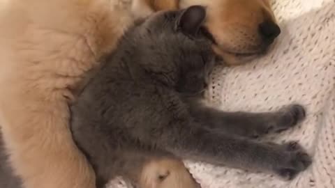 Cute puppy and kitty