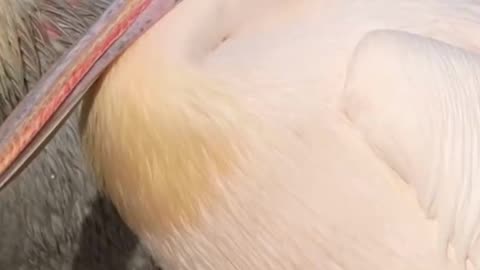 Pink Pelican Birds Animals Videos For Kids